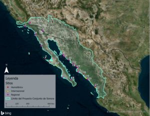 Figura 1. Mapa de sitios importantes de aves playeras en la región del Sonoran Joint Venture del sur de California y noroeste de México (crédito de Daniela Linero, Audubon Américas).