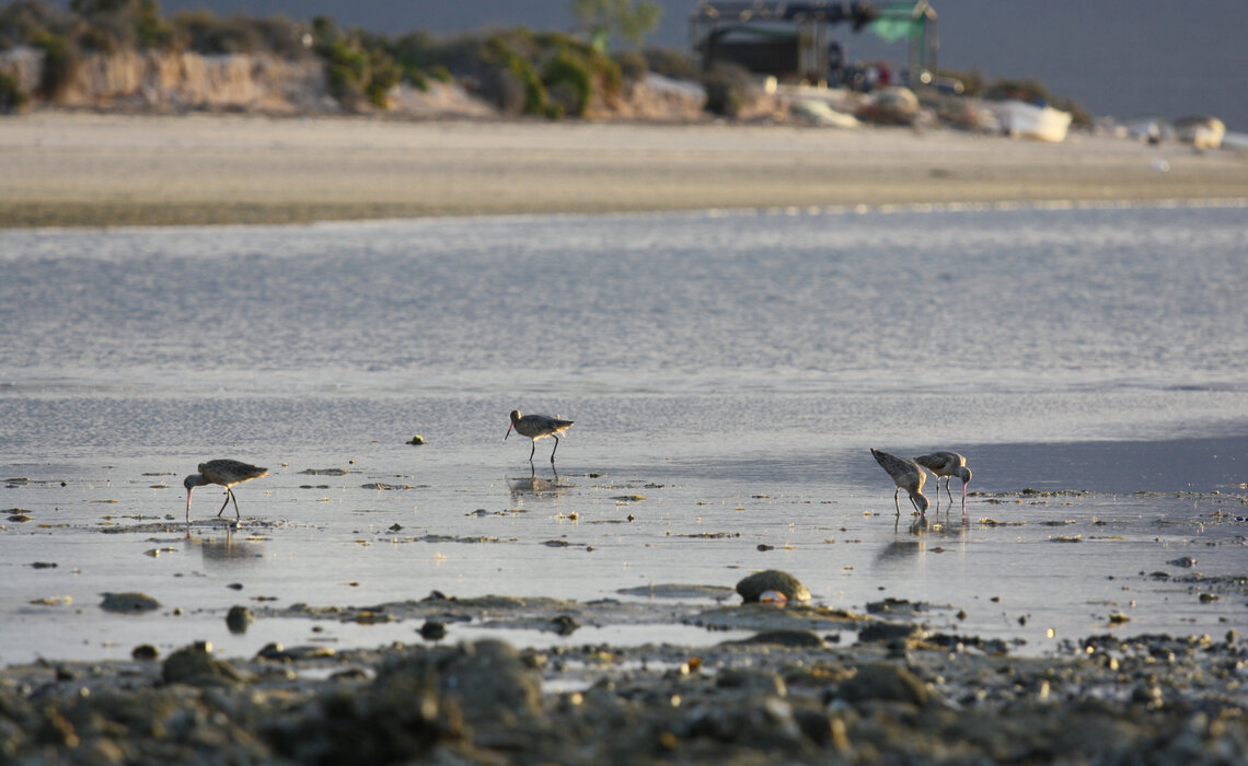 Foraging Marbled Godwits