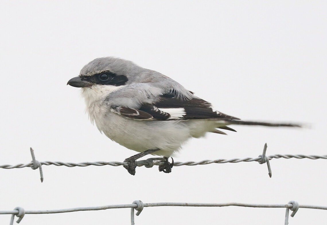 A Loggerhead Shrike perches on barbed wire fence, looking for prey (photo courtesy of Alan Schmierer).