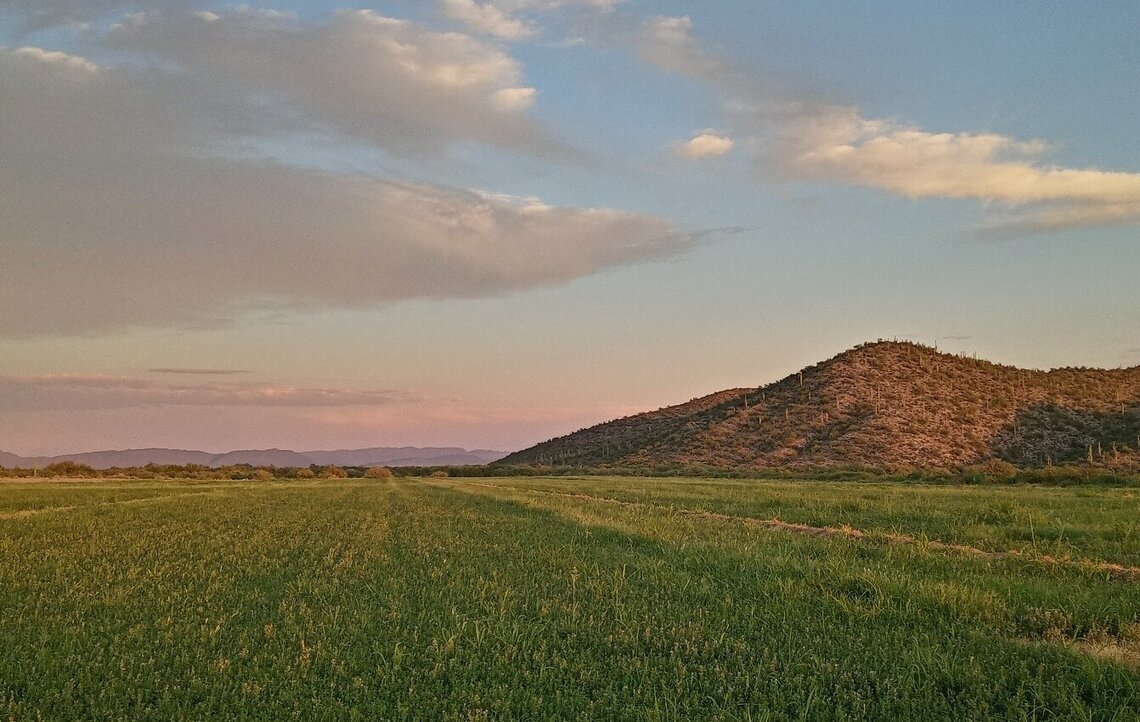 La alfalfa es el principal cultivo encontrado y usado por las aves en el valle agrícola del ejido Hombres Blancos, Sonoyta, Sonora, México (foto cortesía de Abel Domínguez-Pompa).