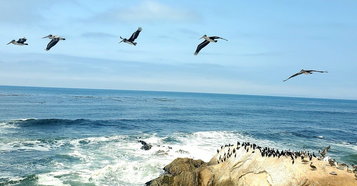 Brown Pelicans soar over a rocky California coastline.