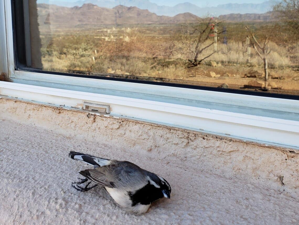 a sparrow lies dead after hitting a window