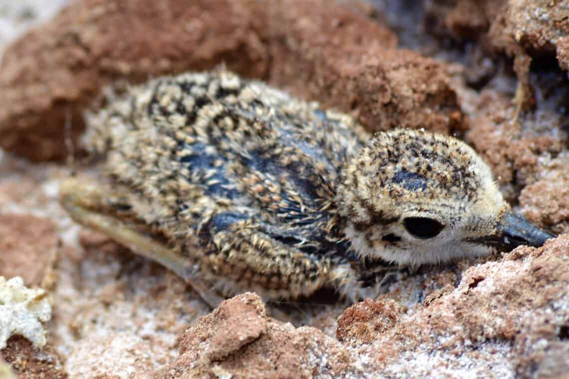 A still wet Wilson’s Plover chick camouflaged in the substrate (photo by Germán Leyva García).