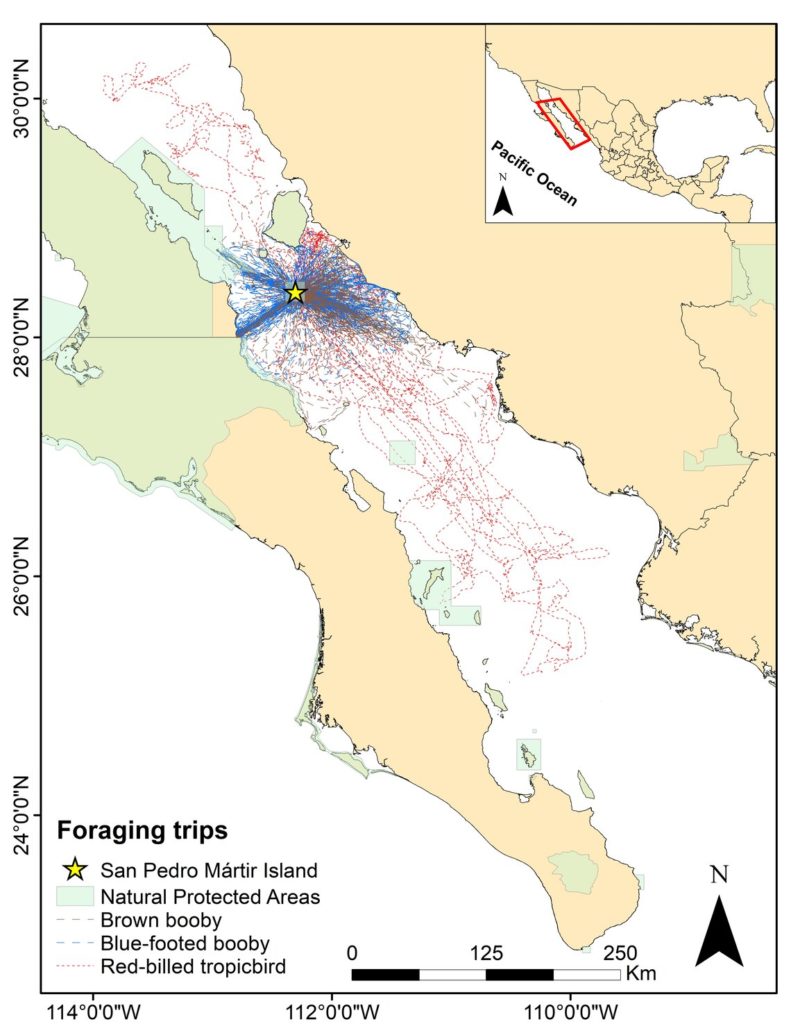 Trajectories of the seabirds of San Pedro Martir Island during their foraging trips. 