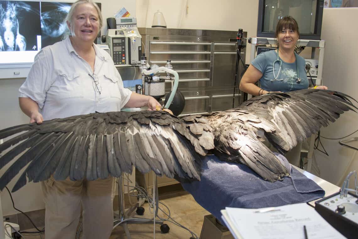 La Dra. Orr, veterinaria y Jan Miller, coordinadora del cuidado de los animales muestran la envergadura de 9.5 pies de este cóndor californiano (foto cortesía de Liberty Wildlife).