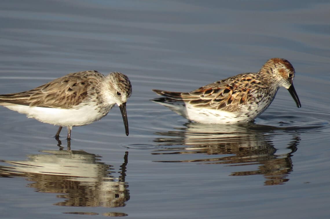 two shorebirds probe the water