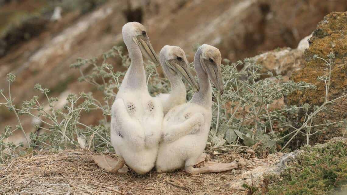 Five-week-old pelican chicks in the nest.
