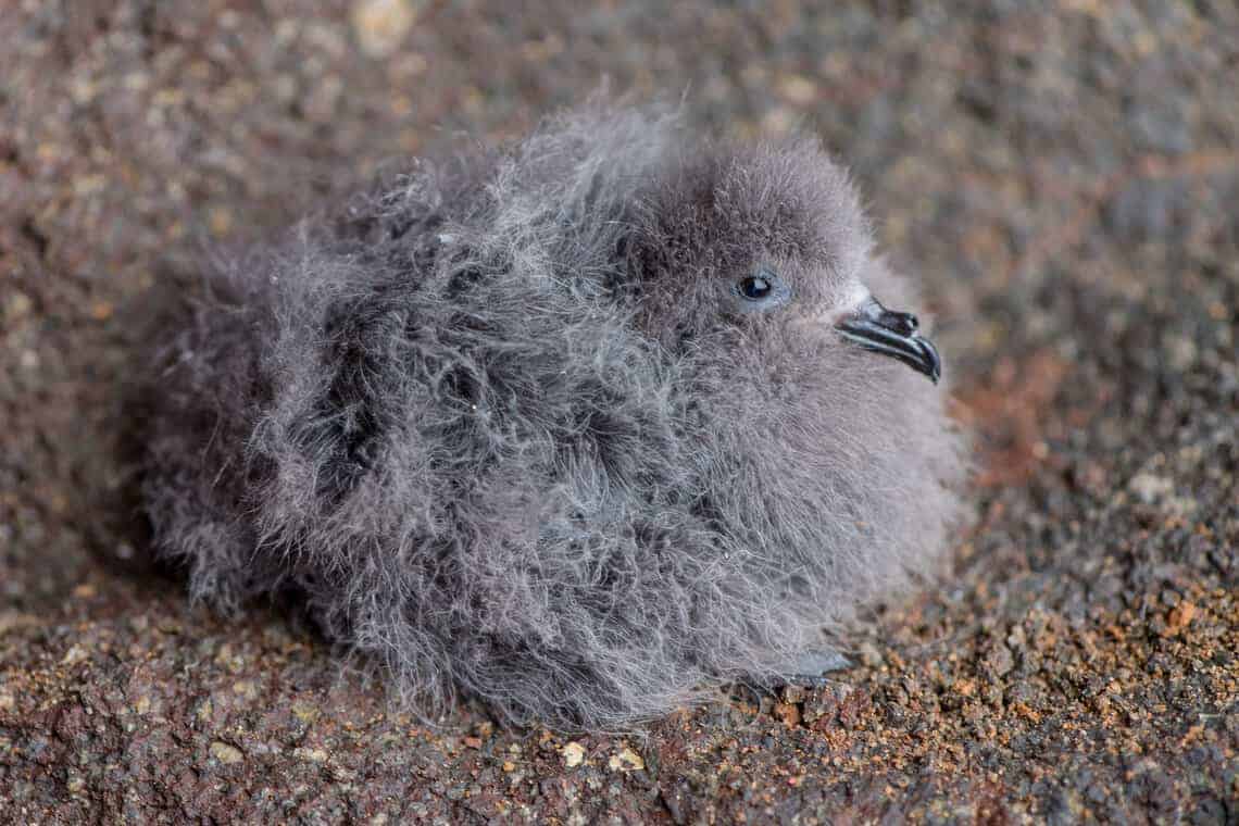 Ashy Storm-Petrel chick found during nest searches in the Todos Santos archipelago (photo © GECI/J.A. Soriano).