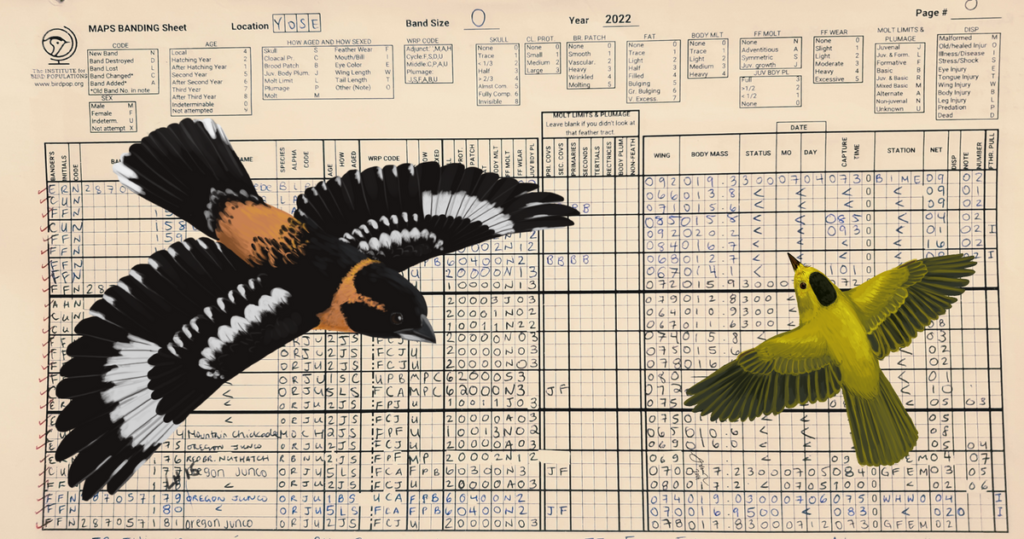 new-tools-make-maps-bird-banding-database-more-accessible-sonoran