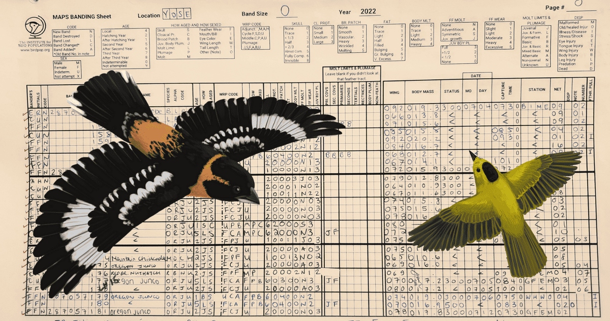 A MAPS banding datasheet with Black-headed Grosbeak and Wilson’s Warbler illustrations.