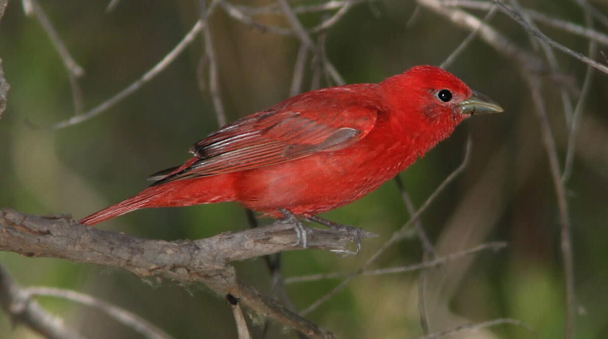 A bright red bird perches on a branch.