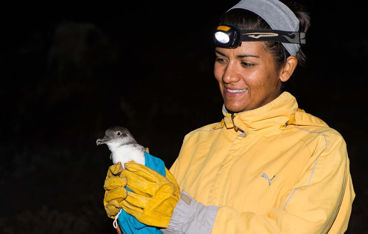 Yuliana Bedolla holds a seabird at night.