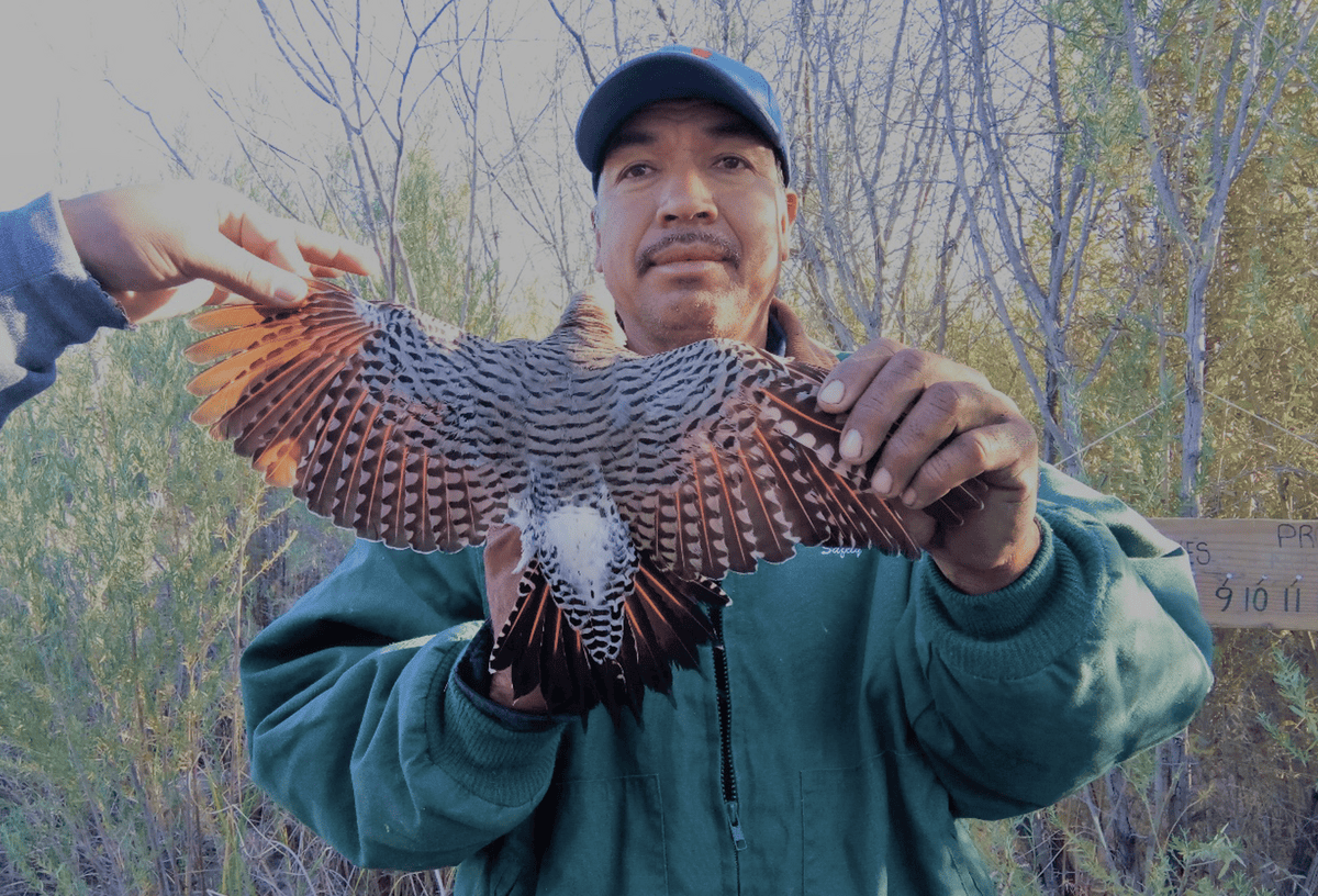 Pronatura Noroeste bander José Juan Butron holding a Northern Flicker to show all its feathers.